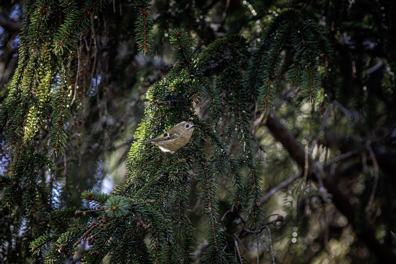 Wildlife Crime & Biodiversity: The Dark Side of Illicit Trade